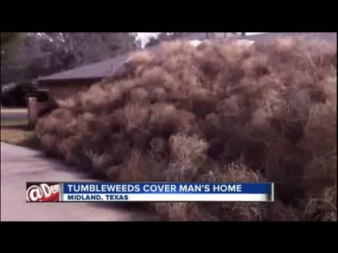 Spin Class: Why Tumbleweeds Are On a Roll in West Texas