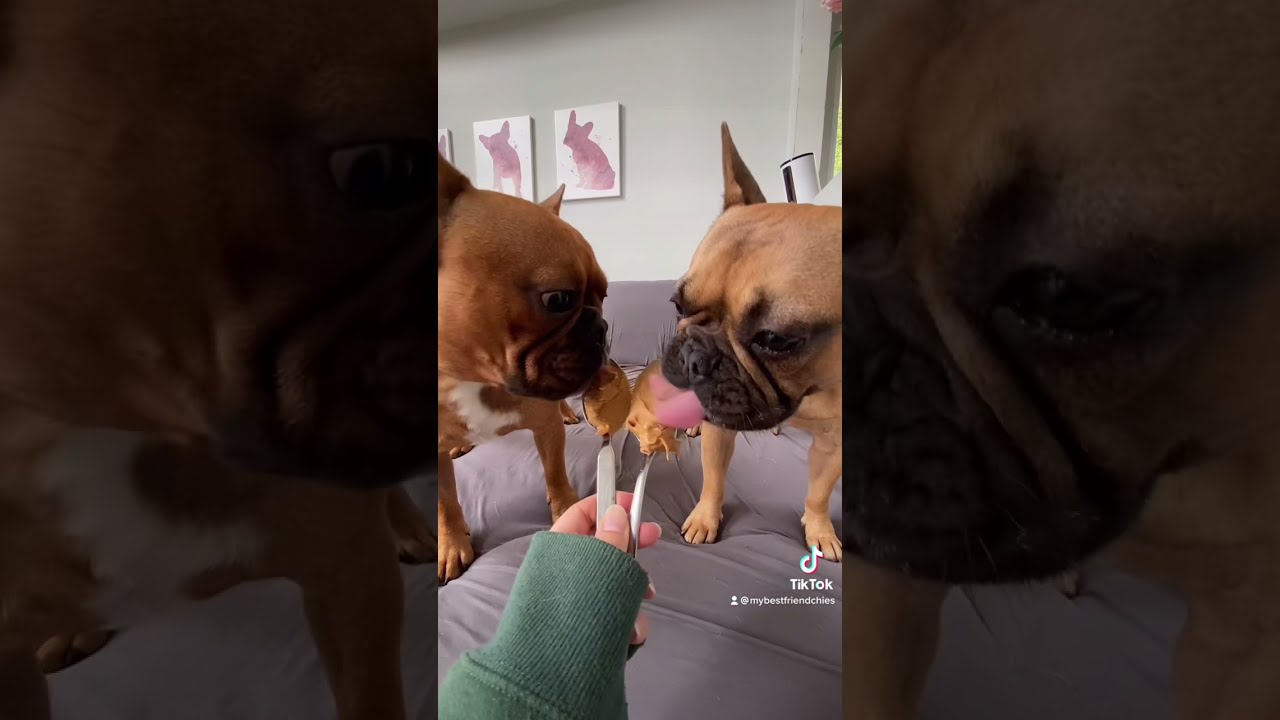 French Bulldogs Eating Peanut Butter