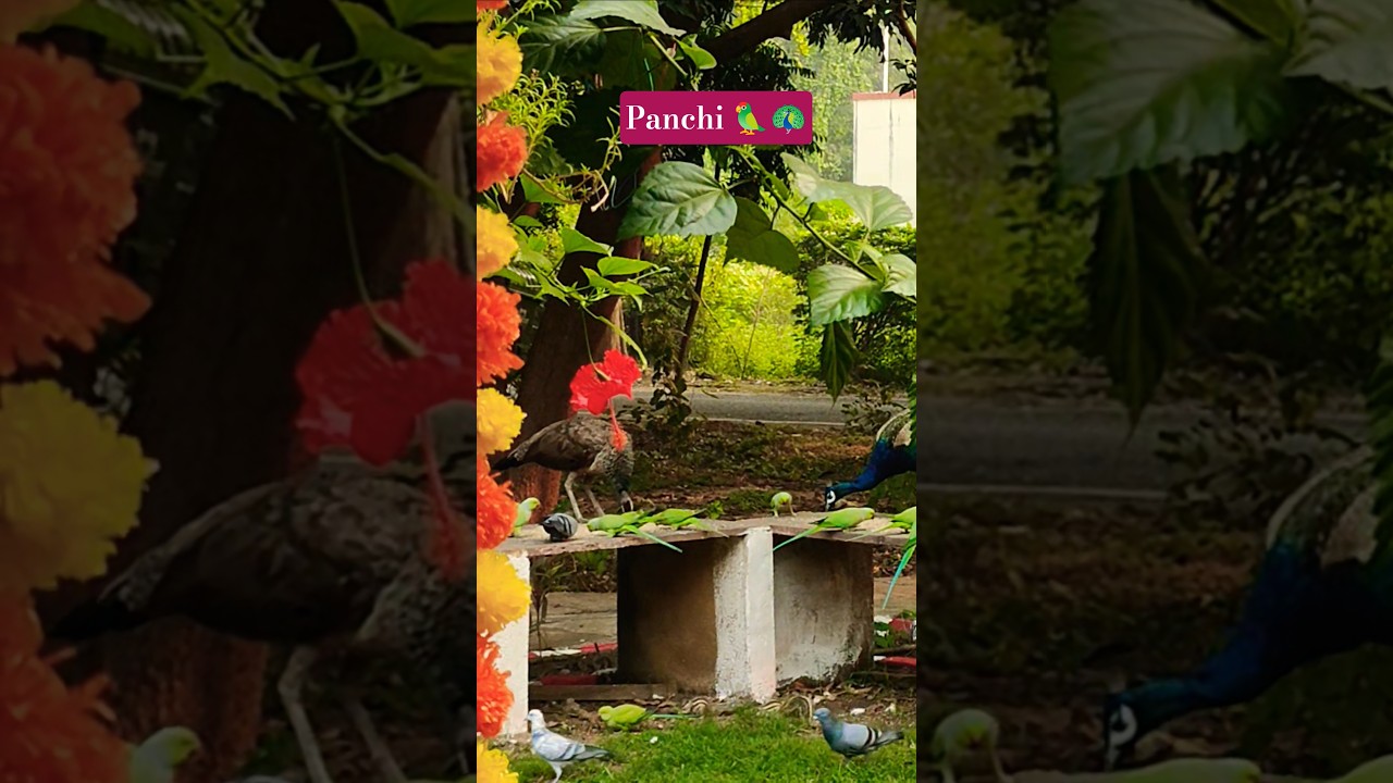 Enjoy Beautiful nature 😊#morning #afterdiwali #algrow #nature #birdcall #shorts