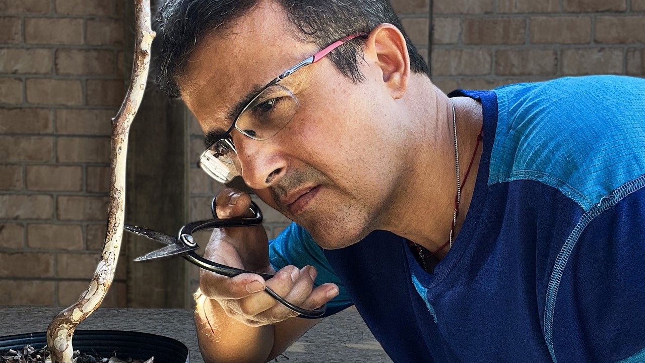 Se Podar sua Jabuticaba aqui, Já Era!!!