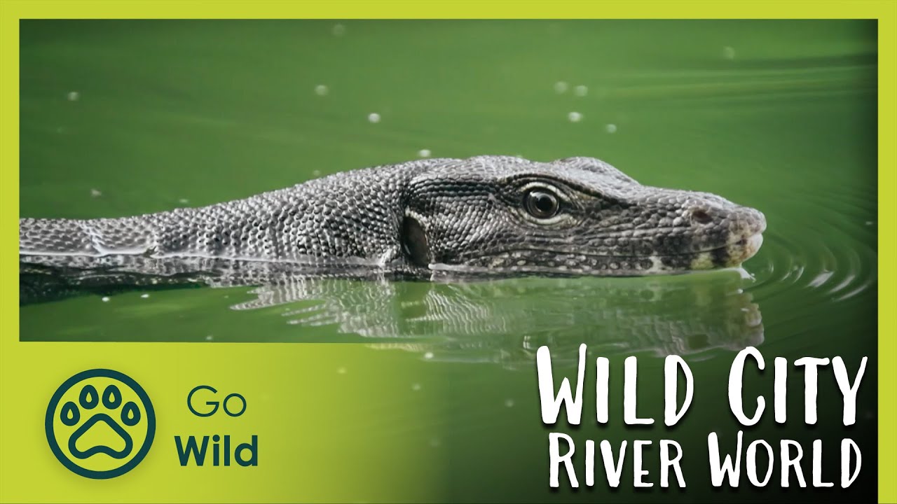 River World - Wild City 6/6