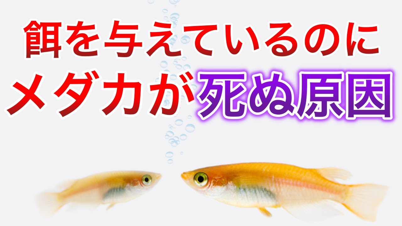一回で与えるメダカの餌の量の目安とは？しっかりと餌を与えているのになぜかめだかが死んでしまう理由