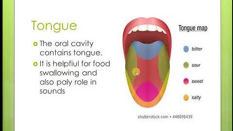 Animal form and function II (7 lecture)