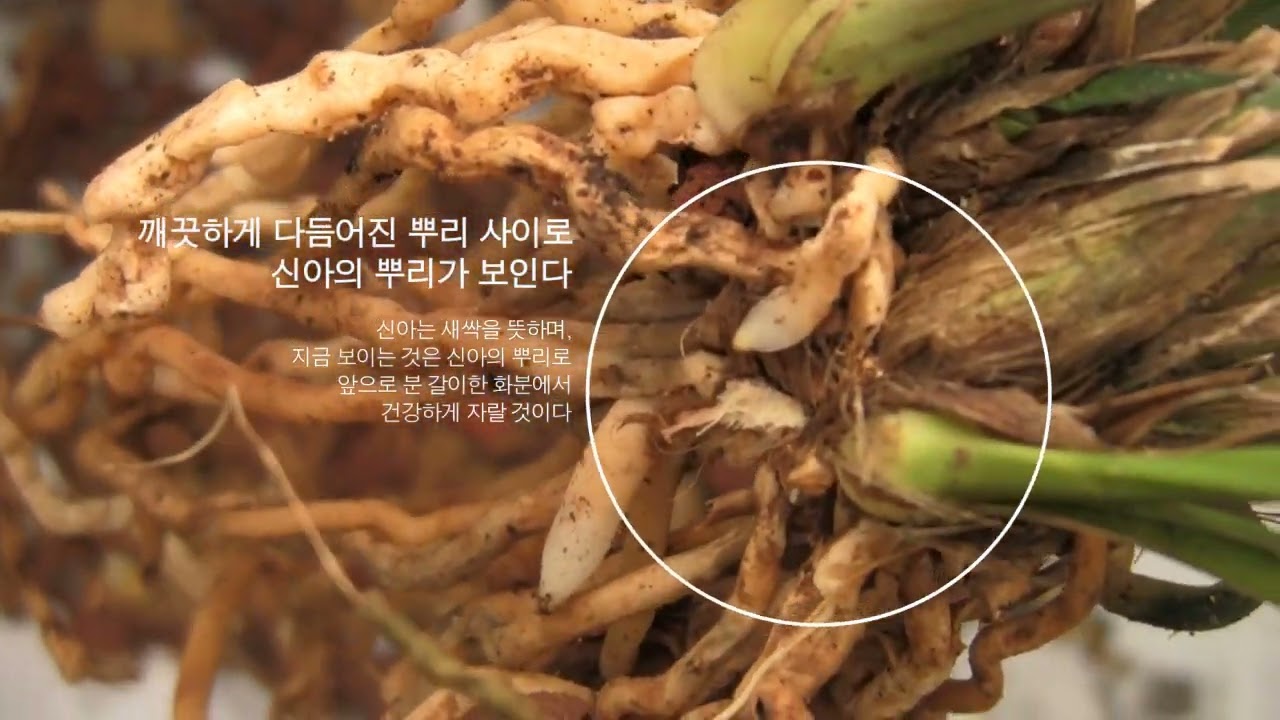 제주 한란 분갈이 방법 / 해안난실 Raise JEJU Orchids / 천연기념물 191호 