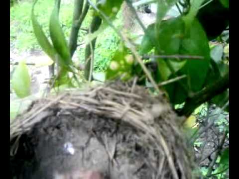 შაშვის ბუდე ბარტყებით