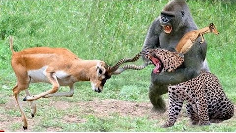 Gorillas Really Want To Rescue The Impala From Leopard Hunting ? Leopard vs Baboon vs Impala