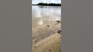 SNAPPING turtle hatching release