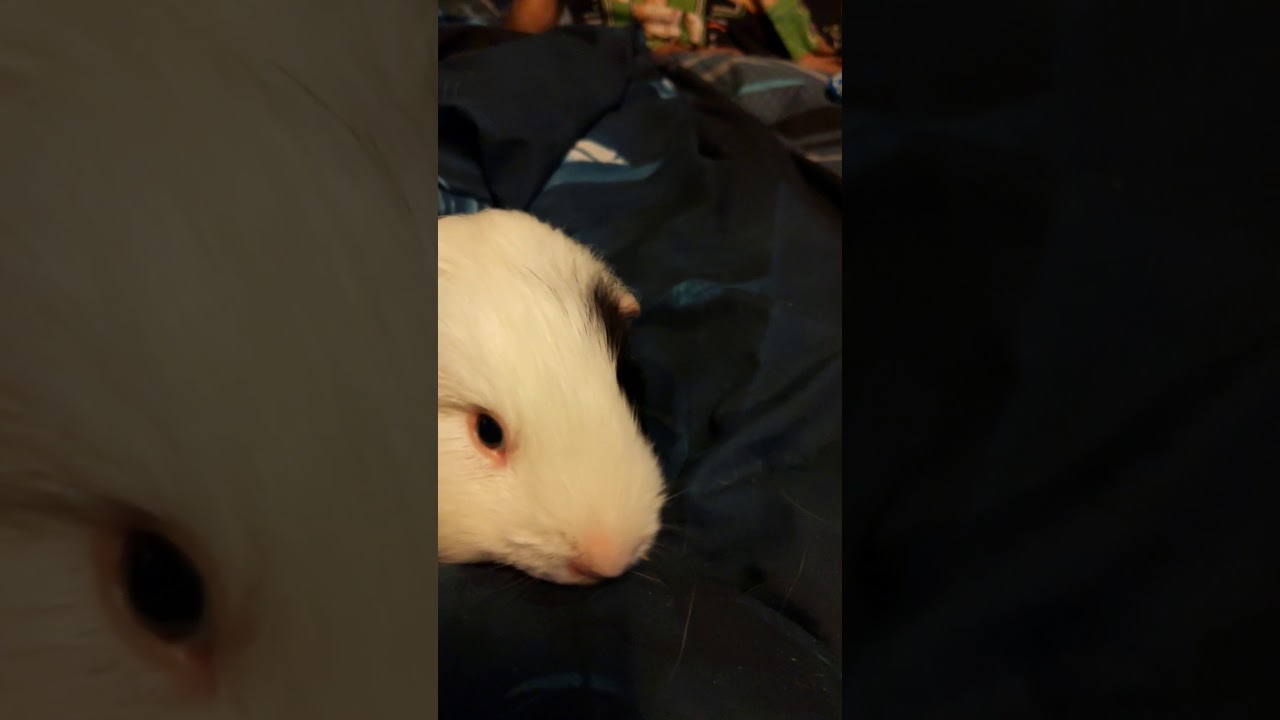 My guinea pig watching TV YouTube