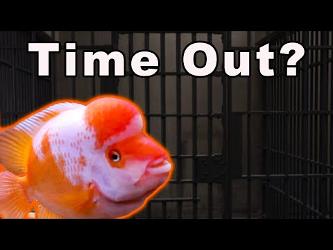 Video: Měly by být ryby kontrolovány včas a často, zda jsou hotové?