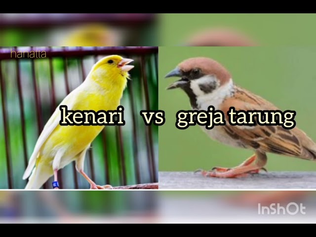 kenari vs greja tarung class=