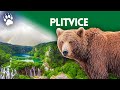 Parc national de plitvice croatie   les merveilles de la nature  documentaire environnement