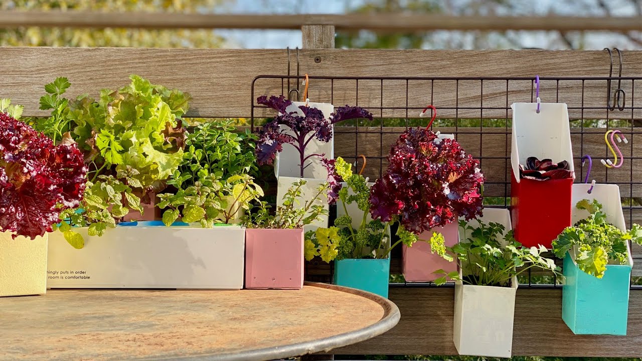 壁にやさい畑⁈　牛乳パック栽培　Ver.2