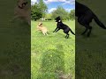 Black Labrador and gold Labrador playing happily in the park #labrador #newfoundland