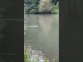 Ducks 🦆 Wildlife Nature B-Roll iPhone Pro Max Cinematic Mode