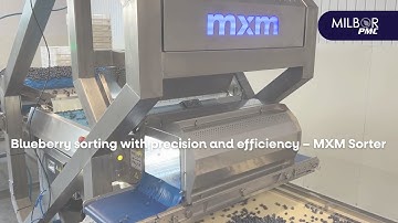 Blueberry sorting with precision and efficiency – MXM Sorter | Milbor PMC