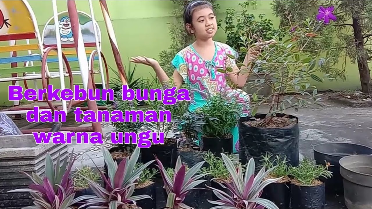 Berkebun Bunga  dan Tanaman Warna  Ungu  YouTube