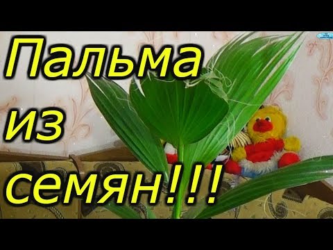 ПРЕКРАСНАЯ ПАЛЬМА ИЗ СЕМЯН СВОИМИ РУКАМИ! ОТ ПОСЕВА ДО ГОДОВАЛОГО РАСТЕНИЯ!!!