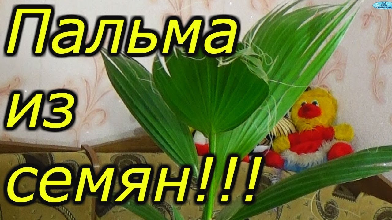 ПРЕКРАСНАЯ ПАЛЬМА ИЗ СЕМЯН СВОИМИ РУКАМИ! ОТ ПОСЕВА ДО ГОДОВАЛОГО РАСТЕНИЯ!!!