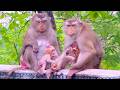 🔴 Live Stream — Calm Moments with STEPHENIE’s Family Before Rainy Weather 🐒🌿💛