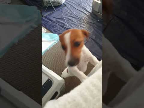 💕Welcome HOME💕 | Jack Russell Terrier Coffee #shorts #cute