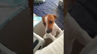 Welcome HOME | Jack Russell Terrier Coffee #shorts #cute