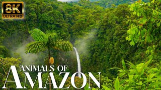 Animals of Amazon 4K - Wildlife in Amazon Jungle | Rainforest Sounds | Relaxation Scene
