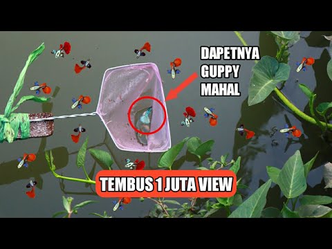 berburu-ikan-guppy-liar-di-sawah-||-ternyata-eh-ternyata....