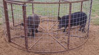 : 2 Angry Hogs in Trap