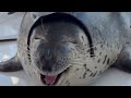 seals jazz seals jazz seals jazz seals jazz seals jazz seals jazz seals jazz seals jazz seals jazz