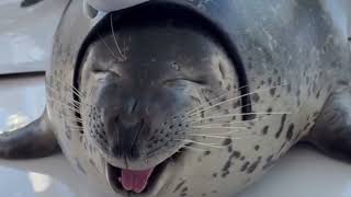 seals jazz seals jazz seals jazz seals jazz seals jazz seals jazz seals jazz seals jazz seals jazz