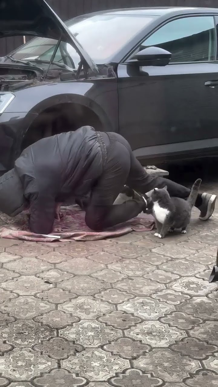 Top des vidéos très mignon
