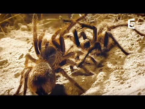 Vidéo: Comment les araignées chasseurs s'accouplent-elles ?