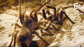 Tarantulas mating