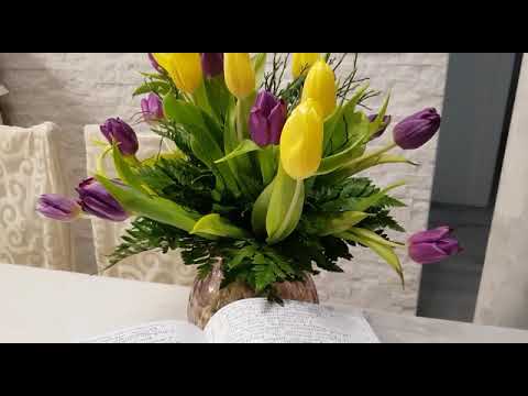 Video: Engelmann tulipan opuncija: naučite kako uzgajati Engelmann kaktus