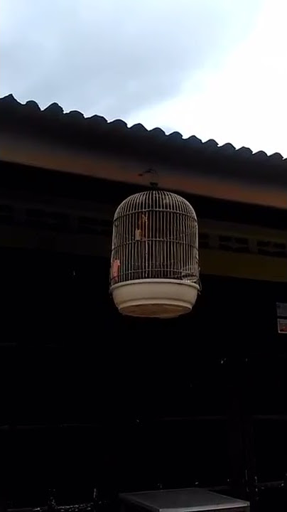 kenari kalitan  lack red