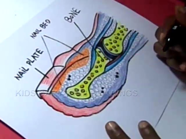 Structure Anatomy Human Nail Color Medical Stock Vector (Royalty Free)  482761786 | Shutterstock