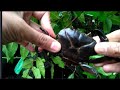 How to catch Black Crabs | In Indian river | indian river Crabs black |