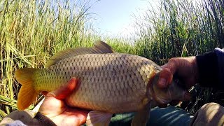 Catching a carp on a float in a reed