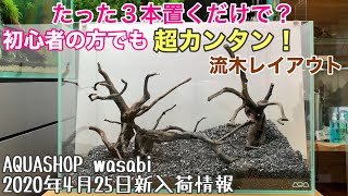 初心者でも簡単 水草水槽流木レイアウトの作り方 ２０２０年４月２５日 Aquashop Wasabi新入荷情報 アクアリウム 熱帯魚ノウハウ Youtube