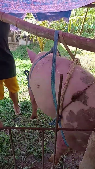 Ganito nila hulihin si pig, mayron pa ako nakitang option para mas madali. #charityvlogs #music.