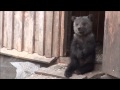 IFAW Orphan Bear Rescue Project - Russia