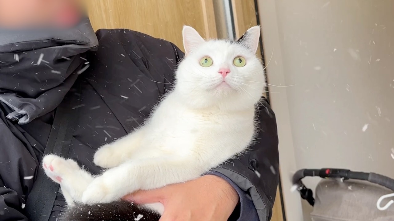The cat's reaction to the snow was adorable - YouTube