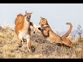 Most Amazing Puma Attack Compilation | Los Ataques de Puma más Increíbles