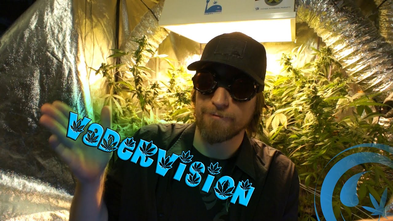 CannApolis - Day 33 w/ AMA