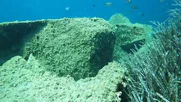 Tanuta Blu Gigante, mai vista cosi  da vicino in acqua - Sardegna