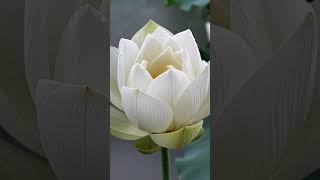 Slowly becoming. 🌸 | Iron Harmony