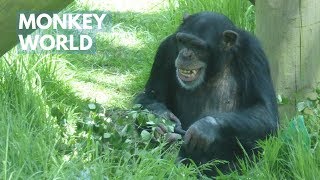 Monkey World the home of Monkey Life Full Tour