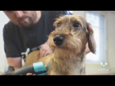 wire haired dachshund grooming styles