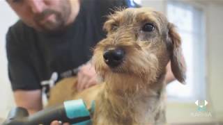 How to groom a wirehaired dog with Karhia Pro?