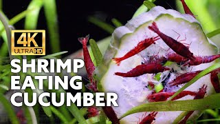 Cherry Shrimp Feast for 5 Hours (Real Time 4K Relaxing Aquarium Video)